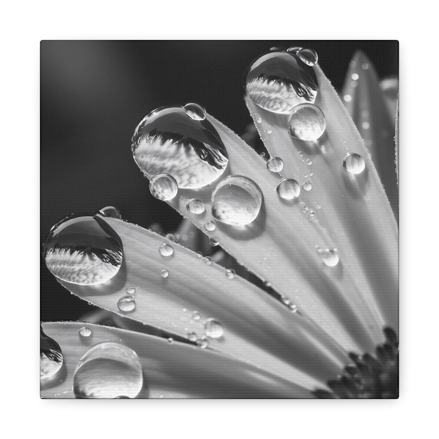 Black And White Daisy Wall Art