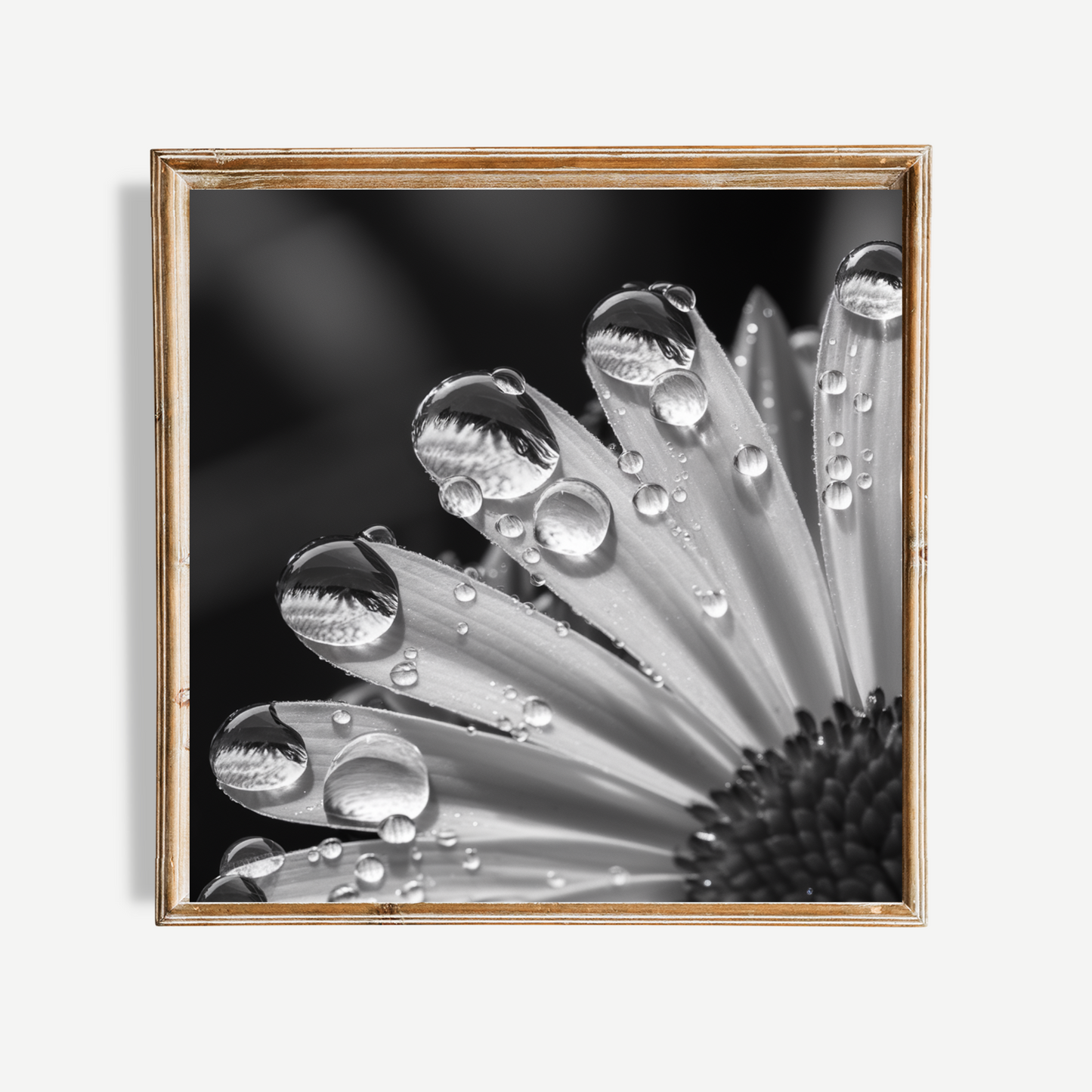 Black And White Daisy Poster