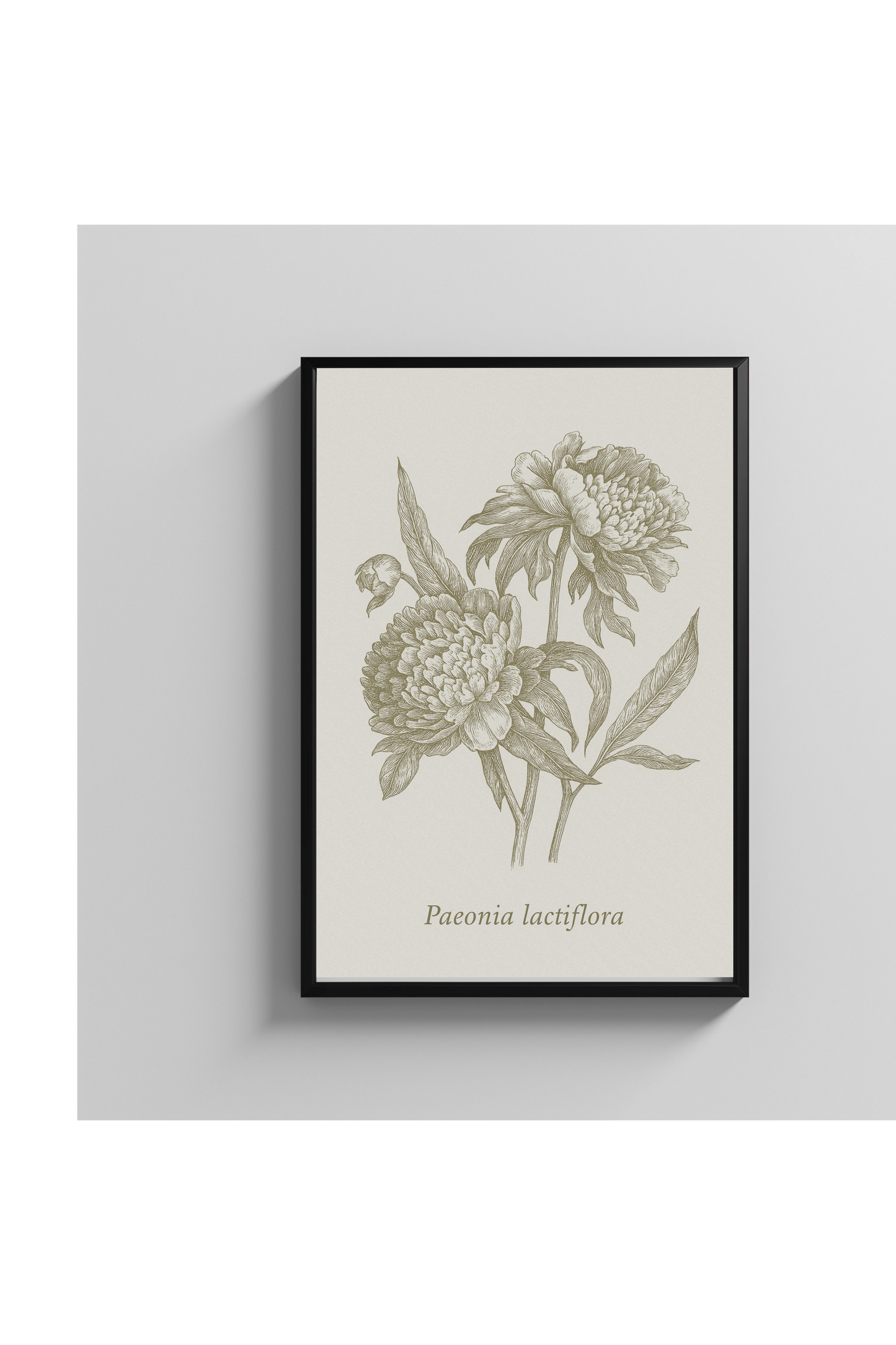 Vintage Peony Botanical Poster Wall Art for Garden and Nature Lovers