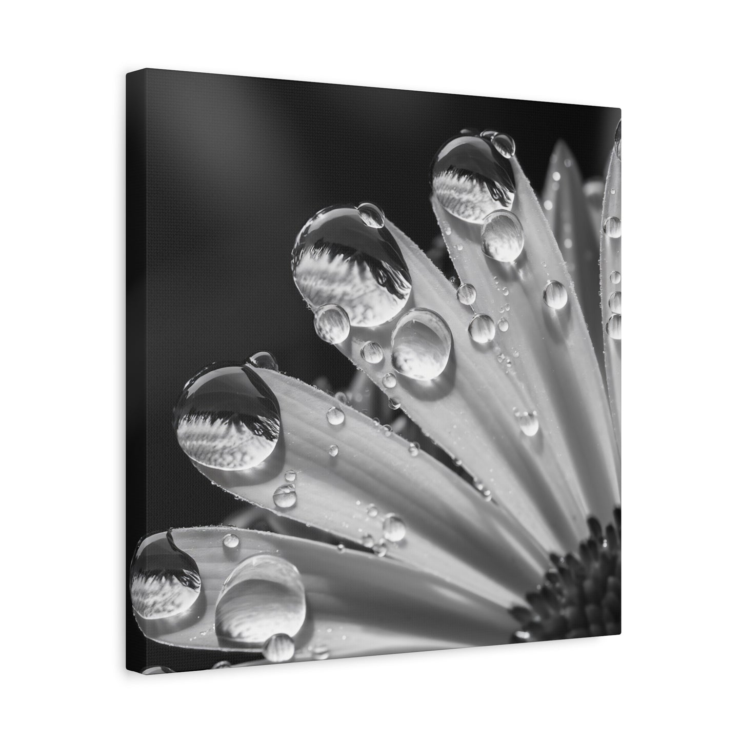 Black And White Daisy Wall Art