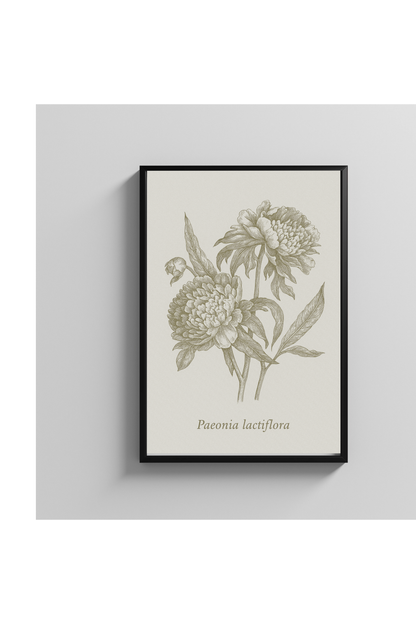 Vintage Peony Botanical Poster Wall Art for Garden and Nature Lovers
