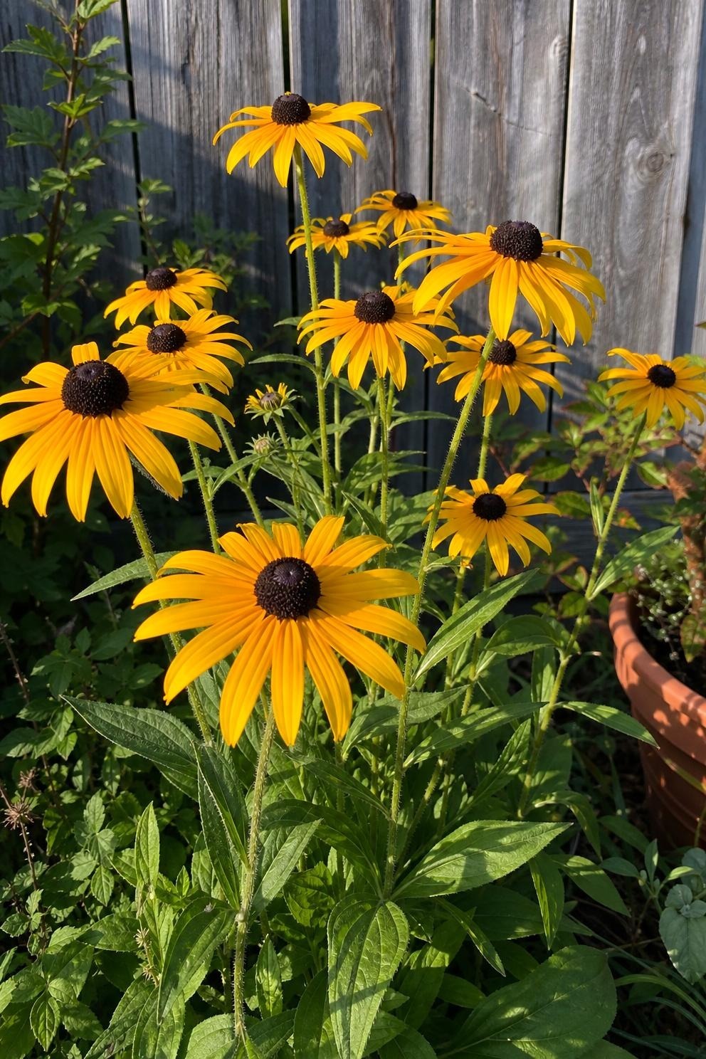 Golden black-eyed Susans with dark brown centers blooming against a weathered cedar fence