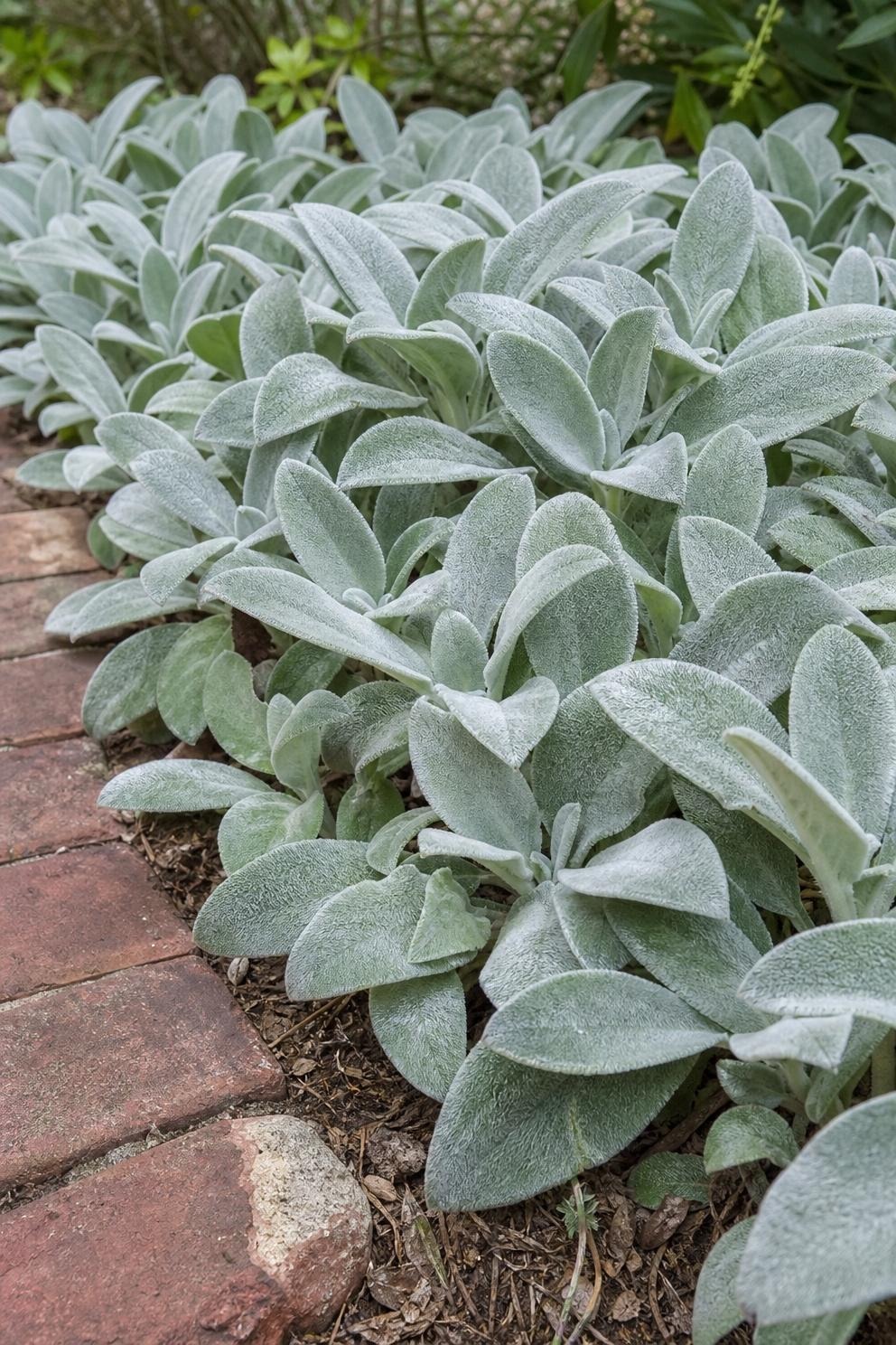 Soft silver lamb's ear foliage forming a low mat along a brick path edge