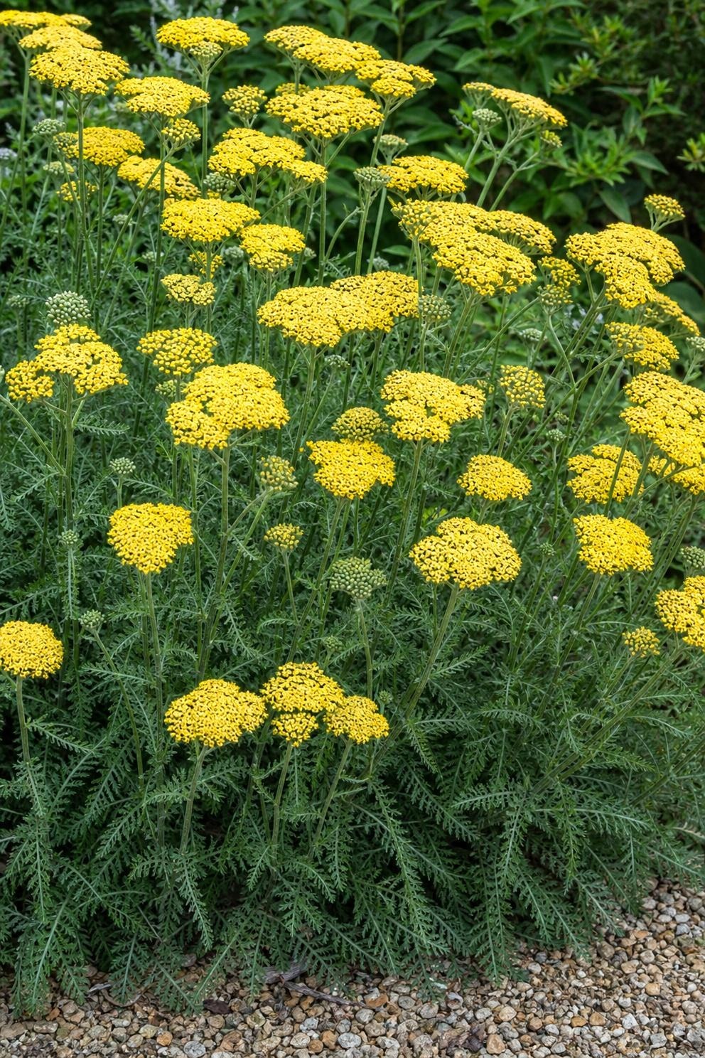 Butter-yellow yarrow flower heads above ferny grey-green foliage beside a gravel path
