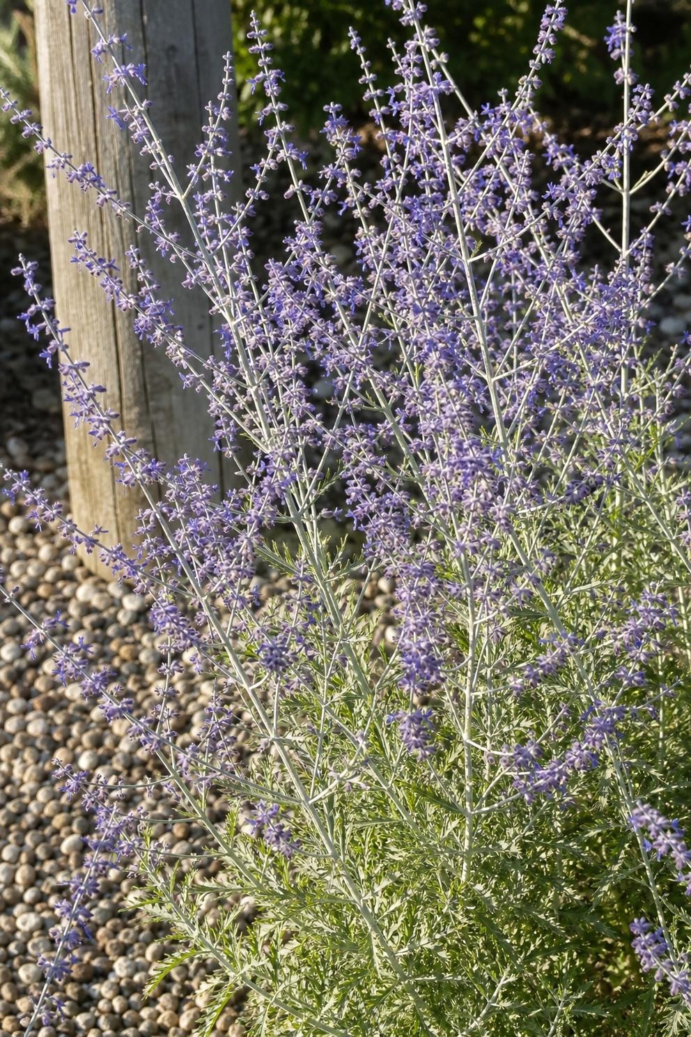 Airy lavender-blue Russian sage flowers on pale silvery stems in a gravel bed