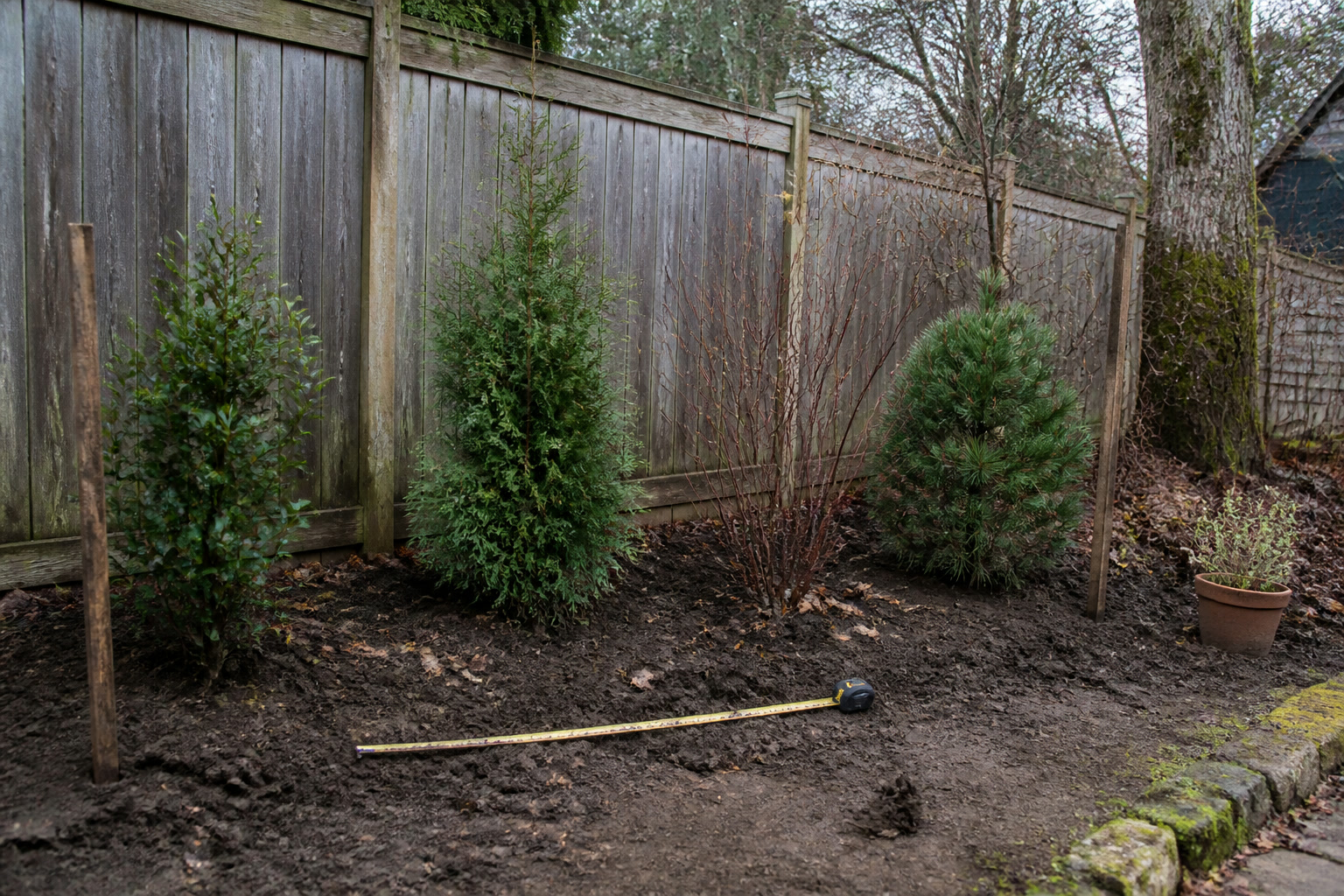 Three young evergreen shrubs and one twiggy deciduous shrub spaced along a fence with a tape measure on the soil