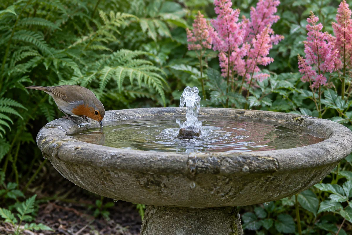 Bird Bath With a Fountain: Do Birds Use Them?