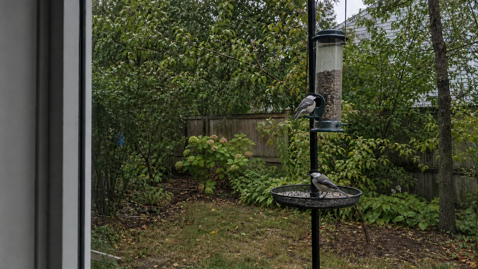 Which Bird Feeders Attract Which Birds and Where to Put Them