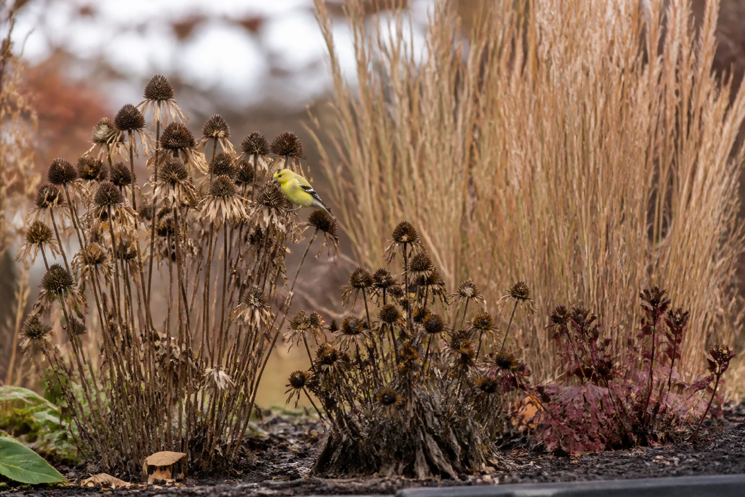 Goldfinches feeding on standing coneflower seed heads in an early fall garden