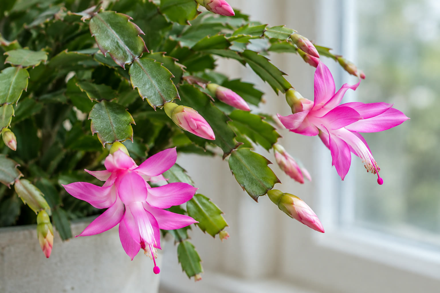 Close view of pink Christmas cactus flowers and developing buds