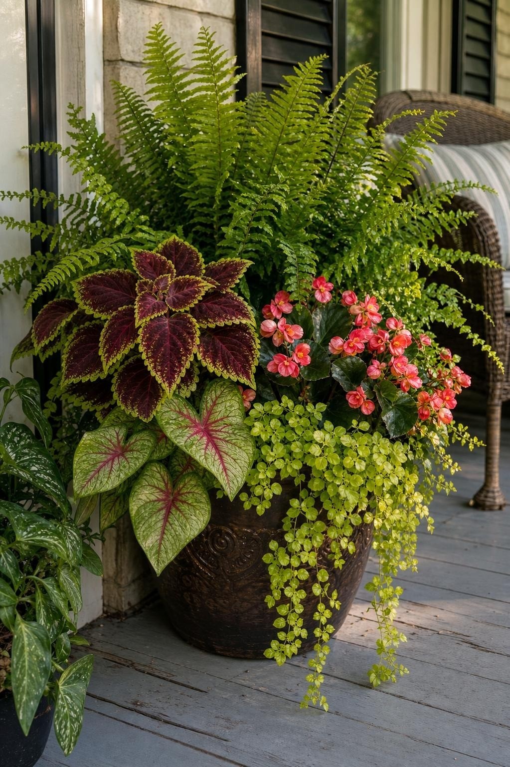 Shade porch container with coleus, begonia, fern, and trailing plants