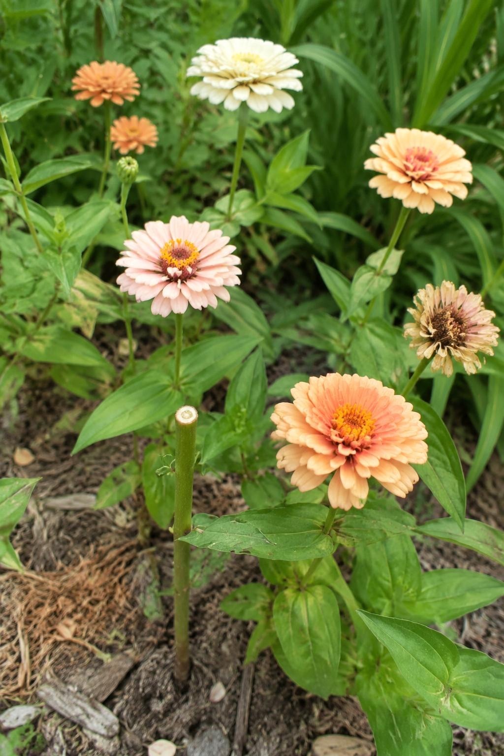 Zinnias in cream, blush, and apricot blooming in a small cutting bed