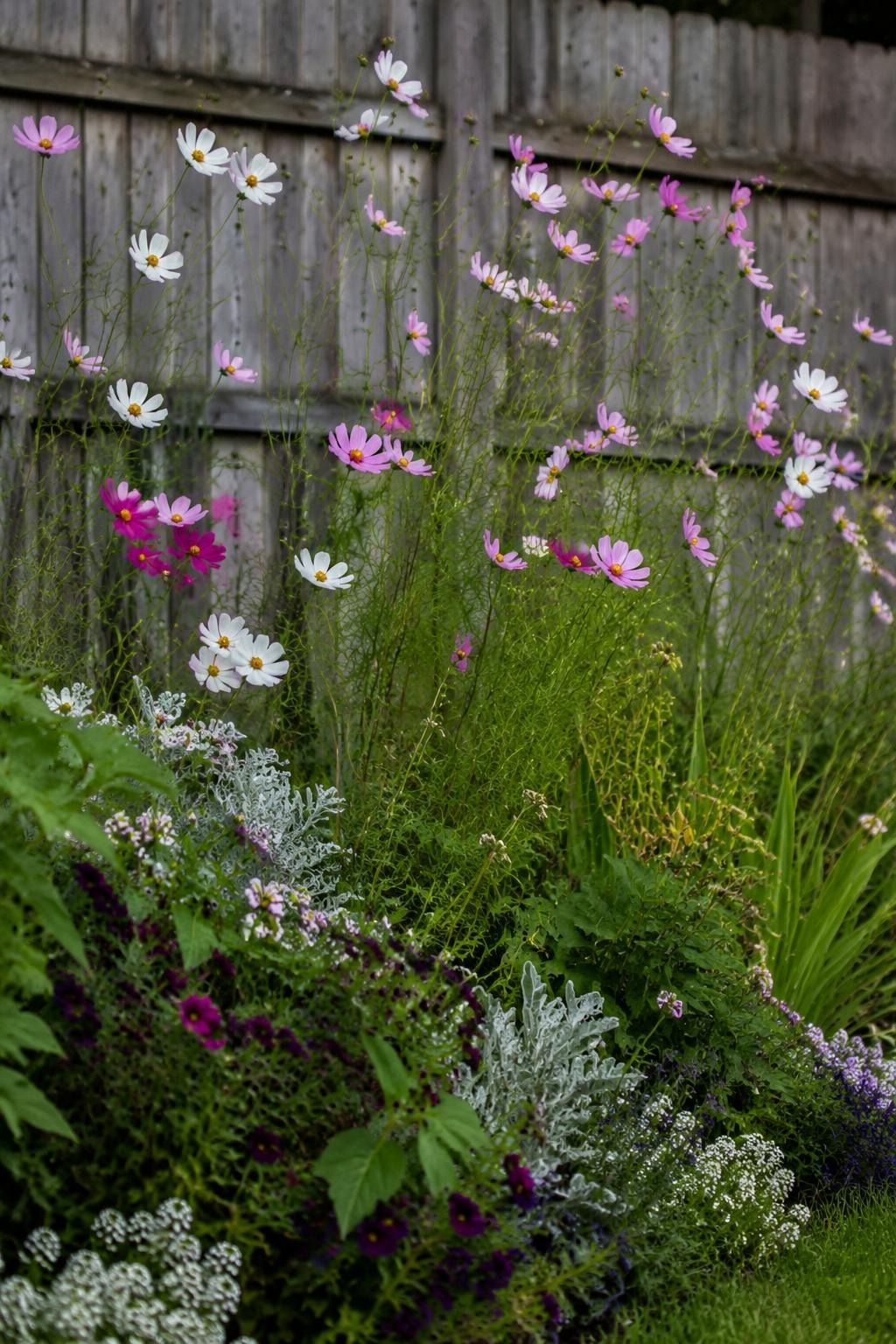 Tall airy cosmos blooming at the back of a small flower bed along a fence