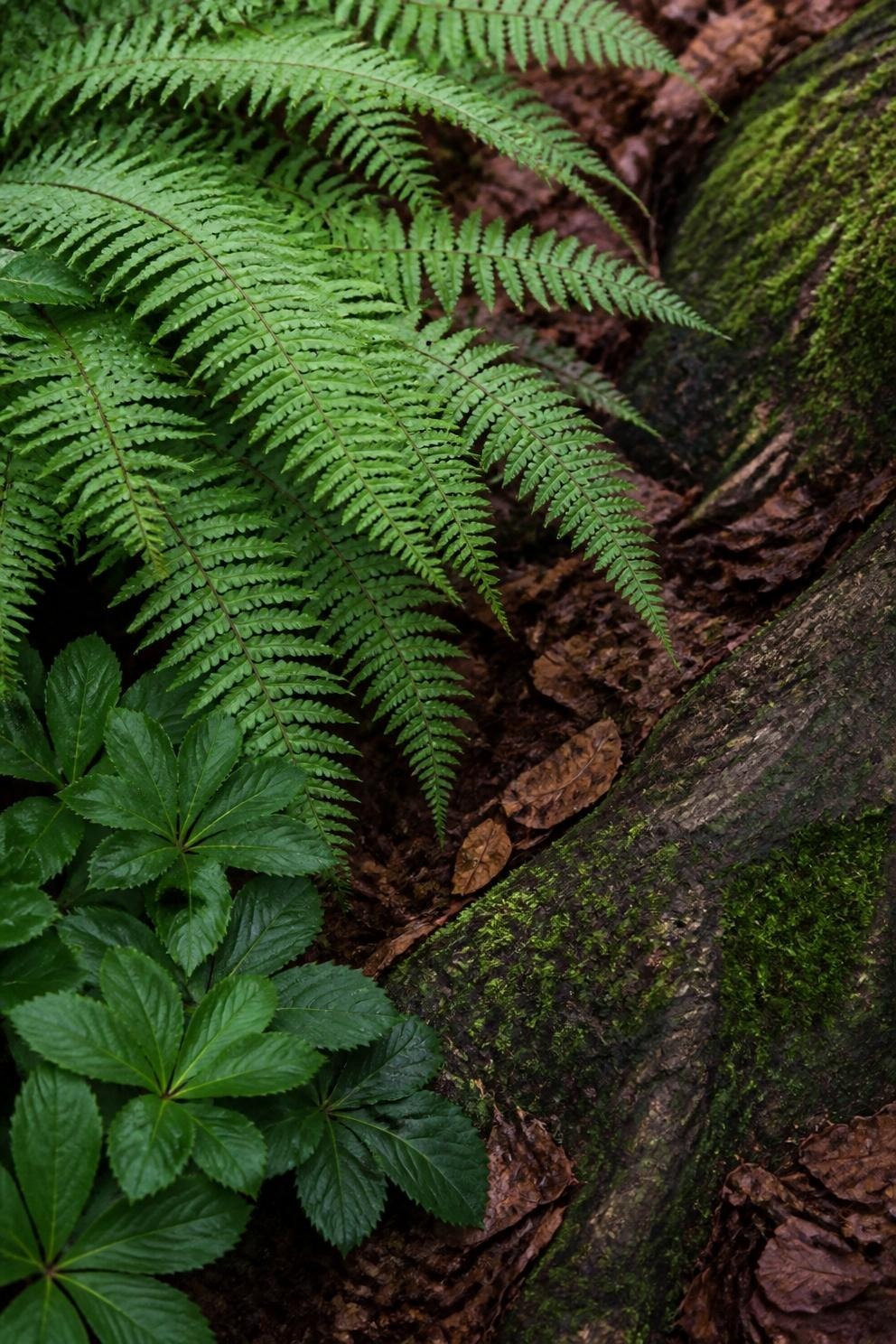 A shaded garden bed planted with ferns and hellebores under a tree