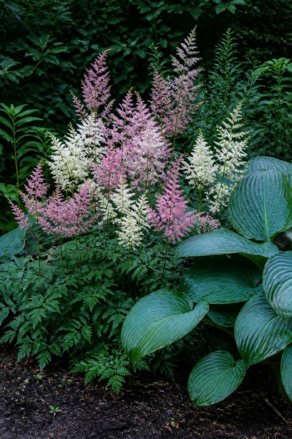 Astilbe in flower beside blue-green hosta leaves in a shaded border