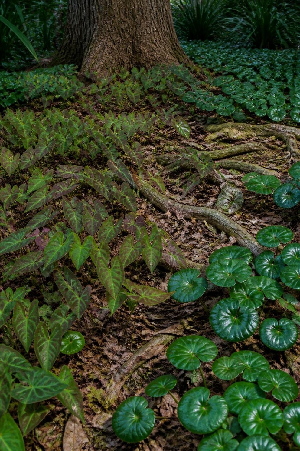 Epimedium and wild ginger growing in dry shade at the base of a mature tree