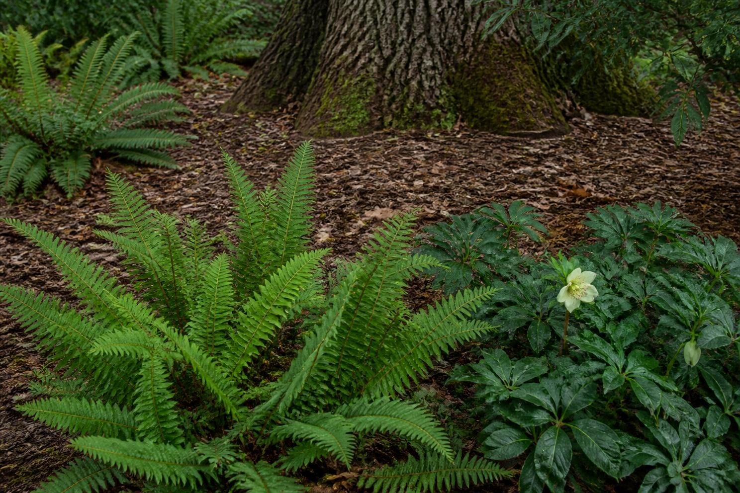 Deer Resistant Shade Plants That Actually Get Left Alone