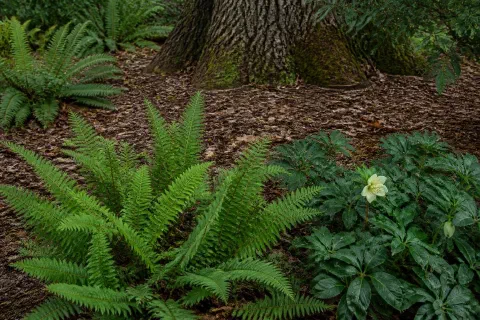 Deer Resistant Shade Plants That Actually Get Left Alone