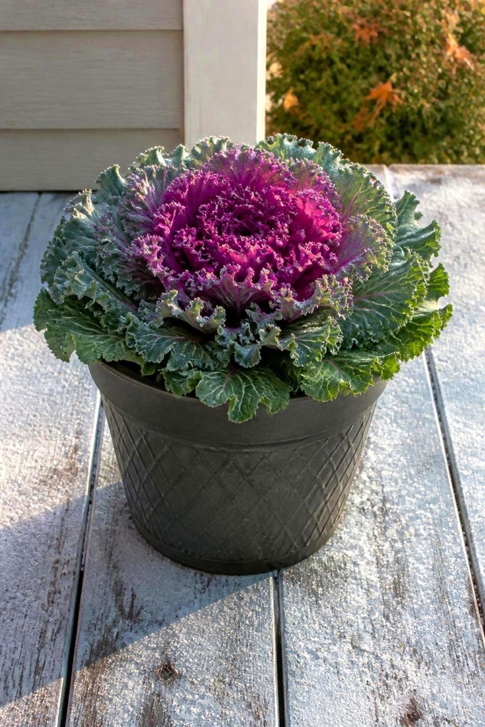 A single ruffled ornamental kale rosette in a dark planter with a deep magenta center and blue-green outer leaves, light frost on the surrounding porch boards