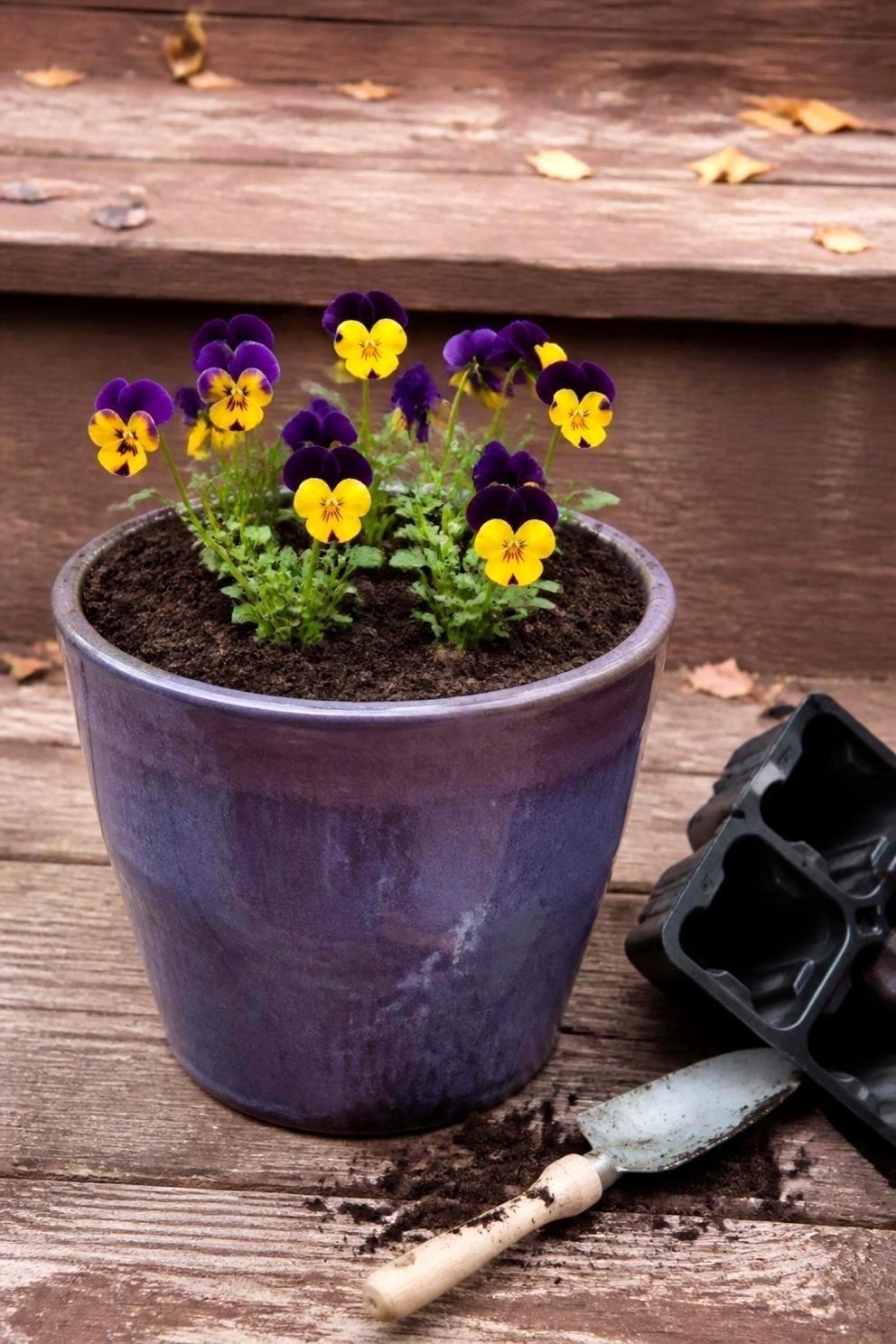 Close view of deep purple and yellow pansies being set into a container, the crown of the plant level with the surface of the potting mix
