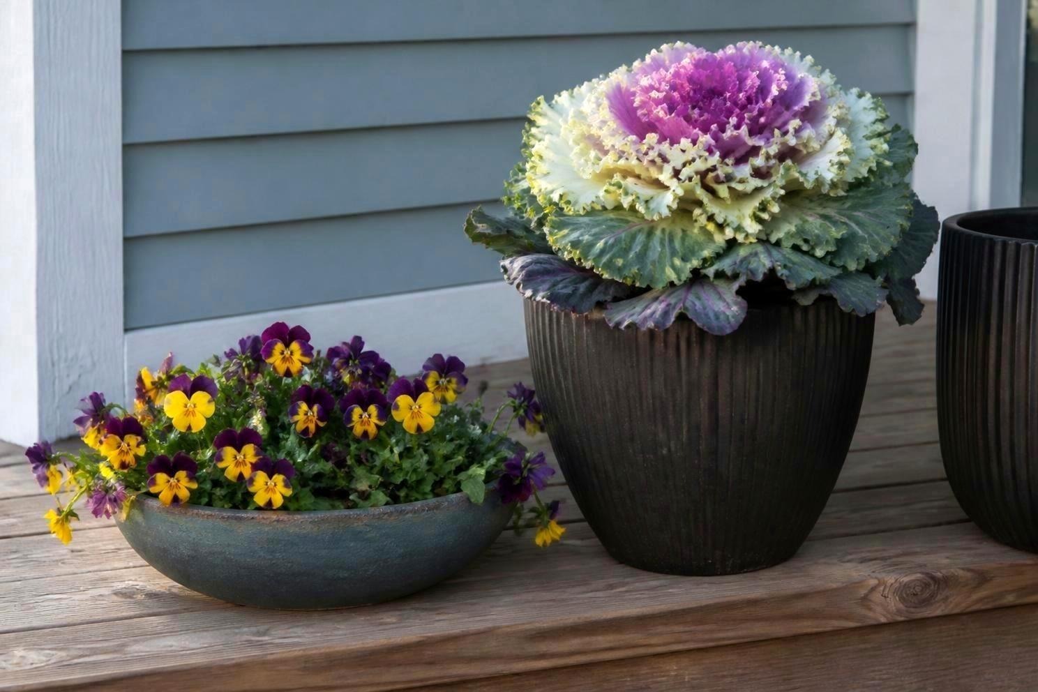 Fall Flowers for Pots That Get Better in the Cold