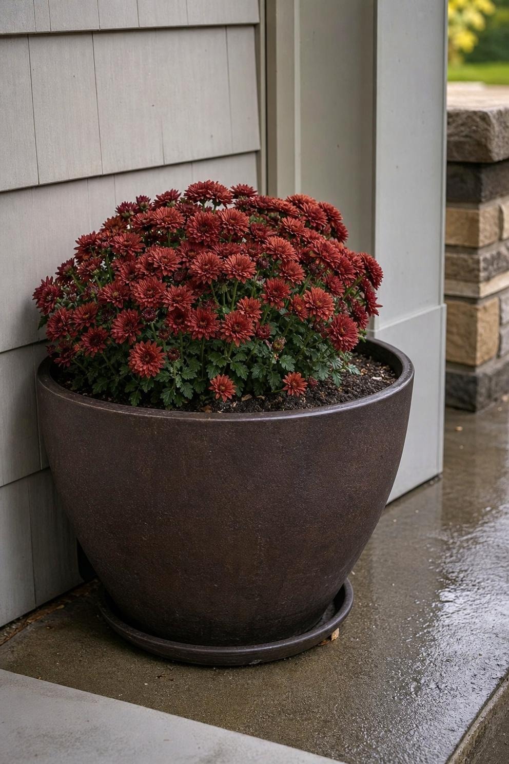 heavy stone-look porch planter with compact burgundy mum placed against a sheltered wall