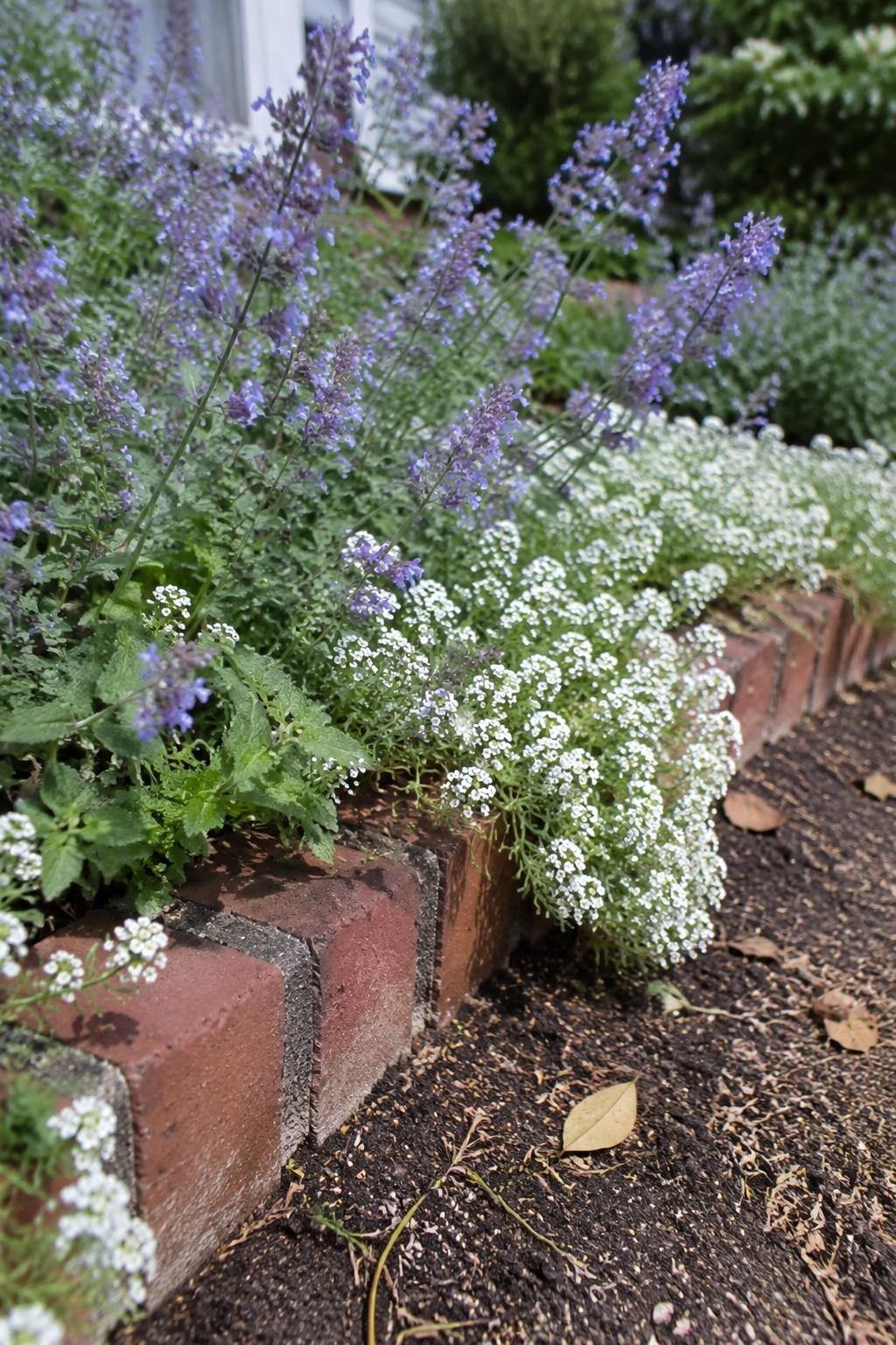 Low brick garden edge with catmint and alyssum spilling softly over it
