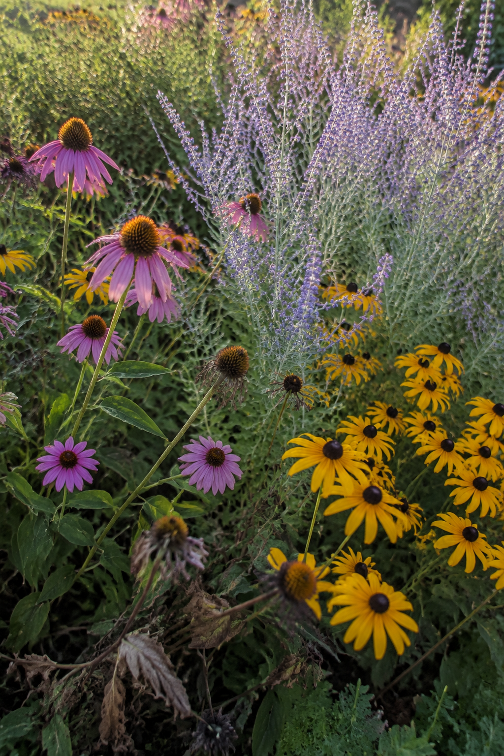 Garden bed with purple coneflowers, black-eyed Susans, and Russian sage in late afternoon sun