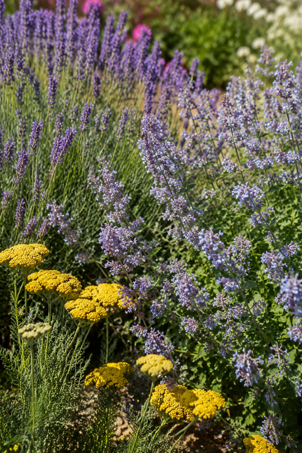 Sunny garden bed with lavender, catmint, and yarrow in soft afternoon light