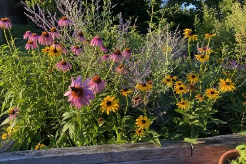 12 Full-Sun Perennials That Bloom Without Asking Much
