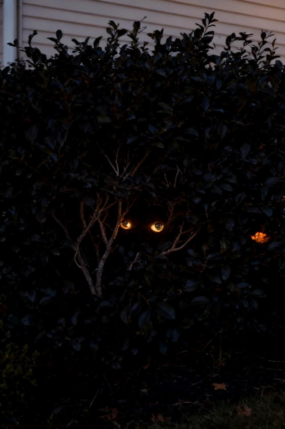 Small green glowing eyes set at chest height inside a dark foundation shrub beside a front walkway at night, the fixture bodies hidden by leaves