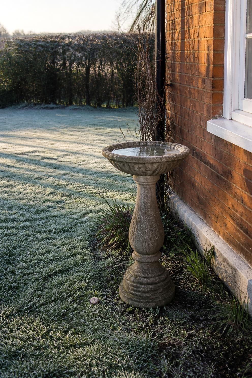 A bird bath positioned in morning sun on the sheltered side of a house with shrubs about ten feet away