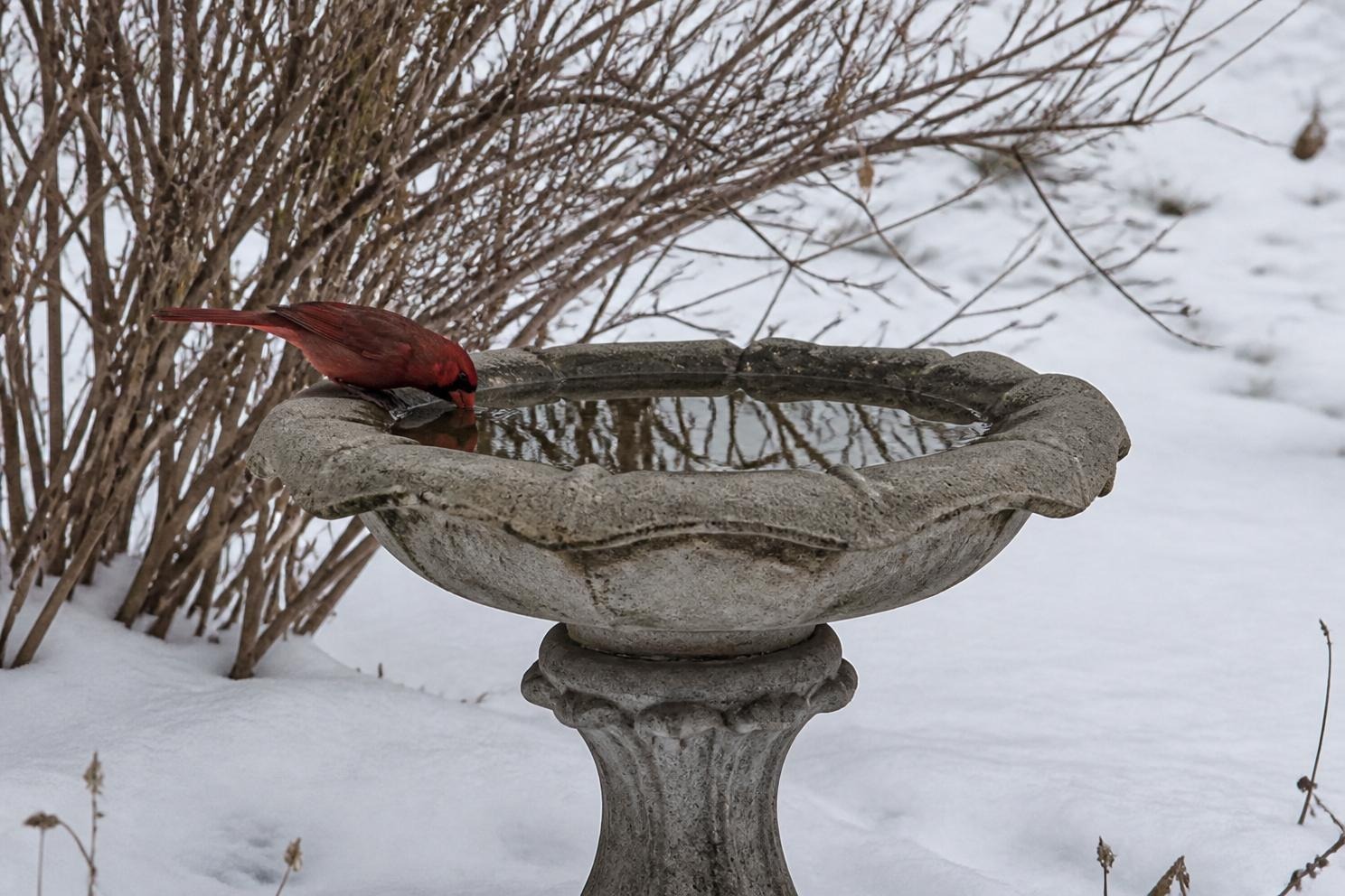 Heated Bird Baths and De-Icers That Keep Water Open