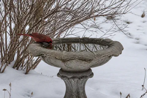 Heated Bird Baths and De-Icers That Keep Water Open