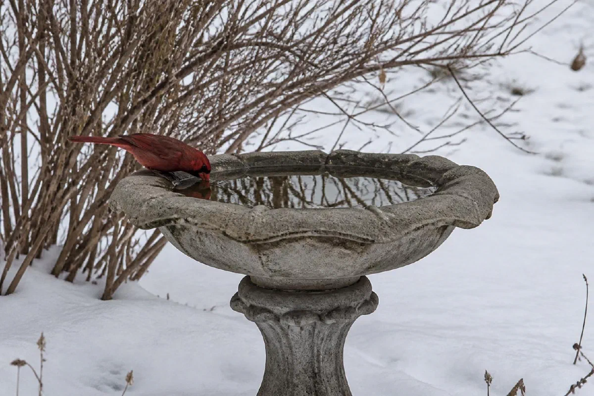 Heated Bird Baths and De-Icers That Keep Water Open