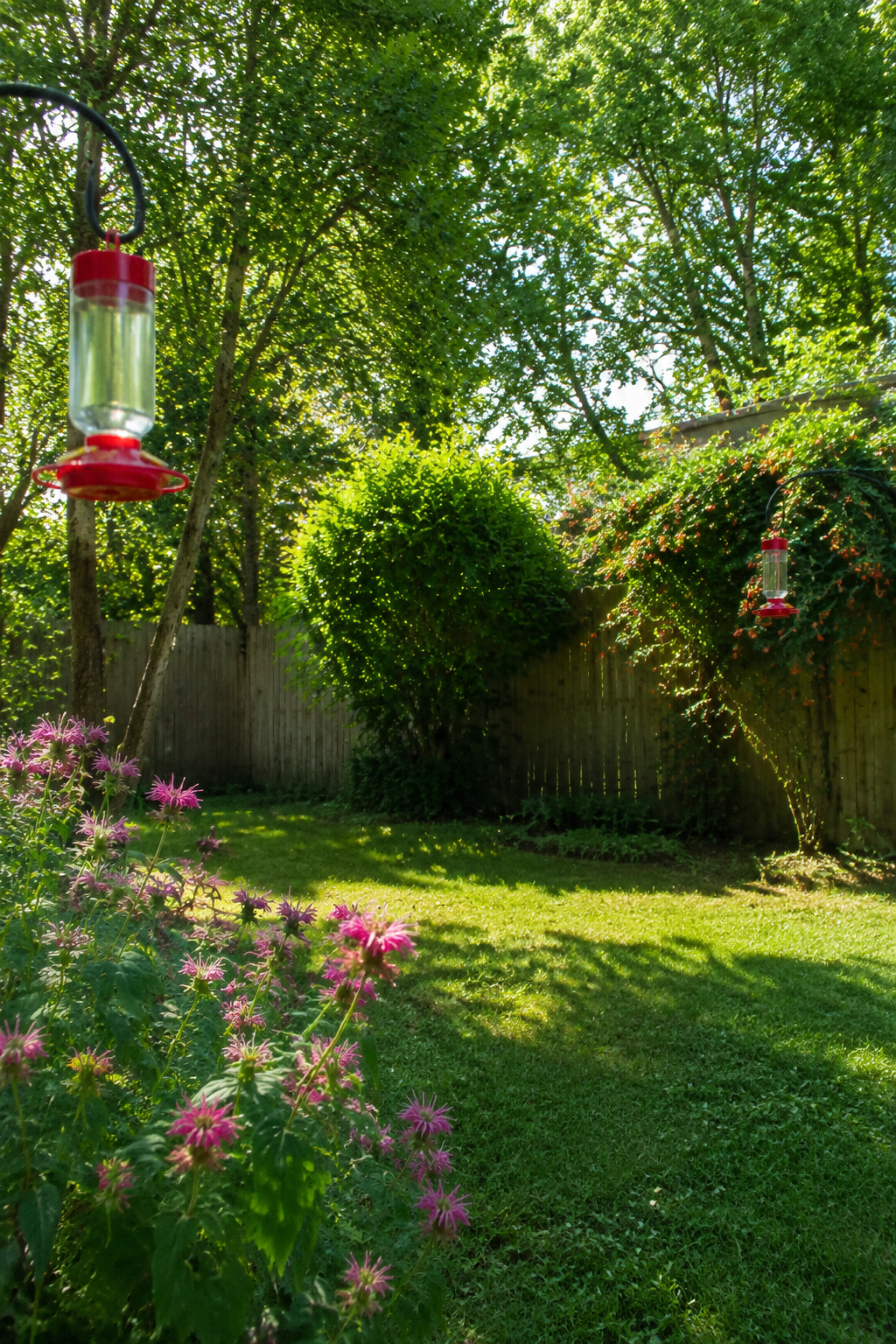 Two hummingbird feeders hanging at least 15 feet apart in a backyard with flowering plants nearby