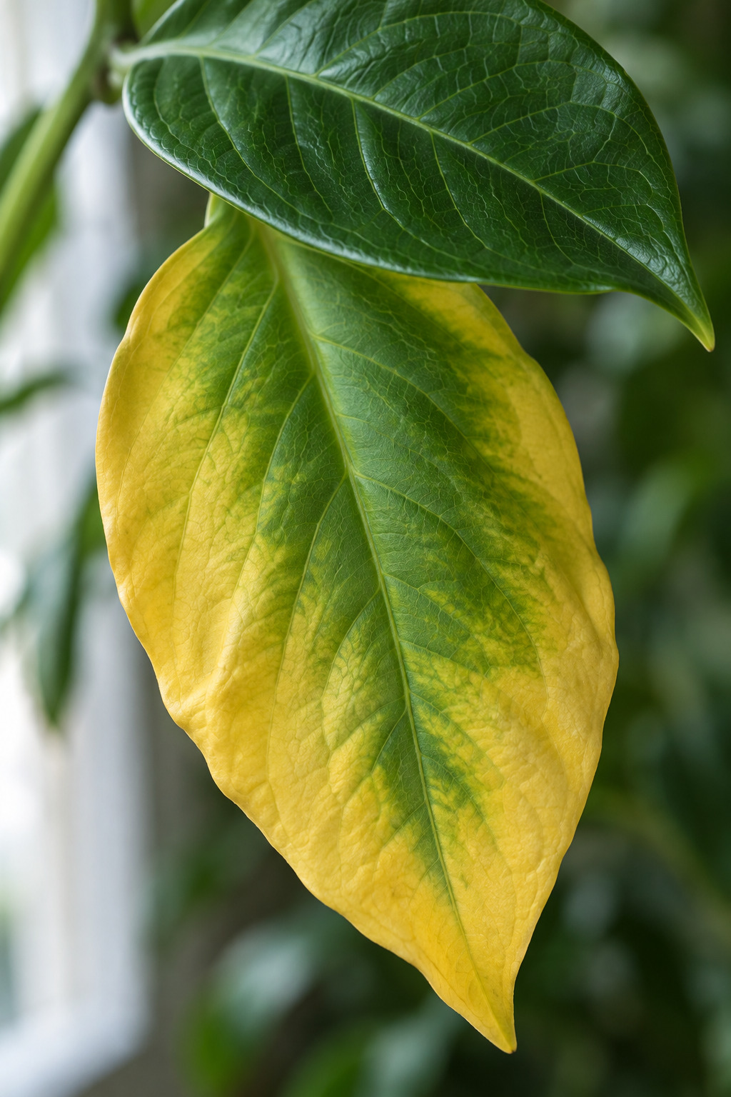 A close-up of a single yellowing lower leaf on a houseplant, soft and drooping, with a healthy green leaf above it