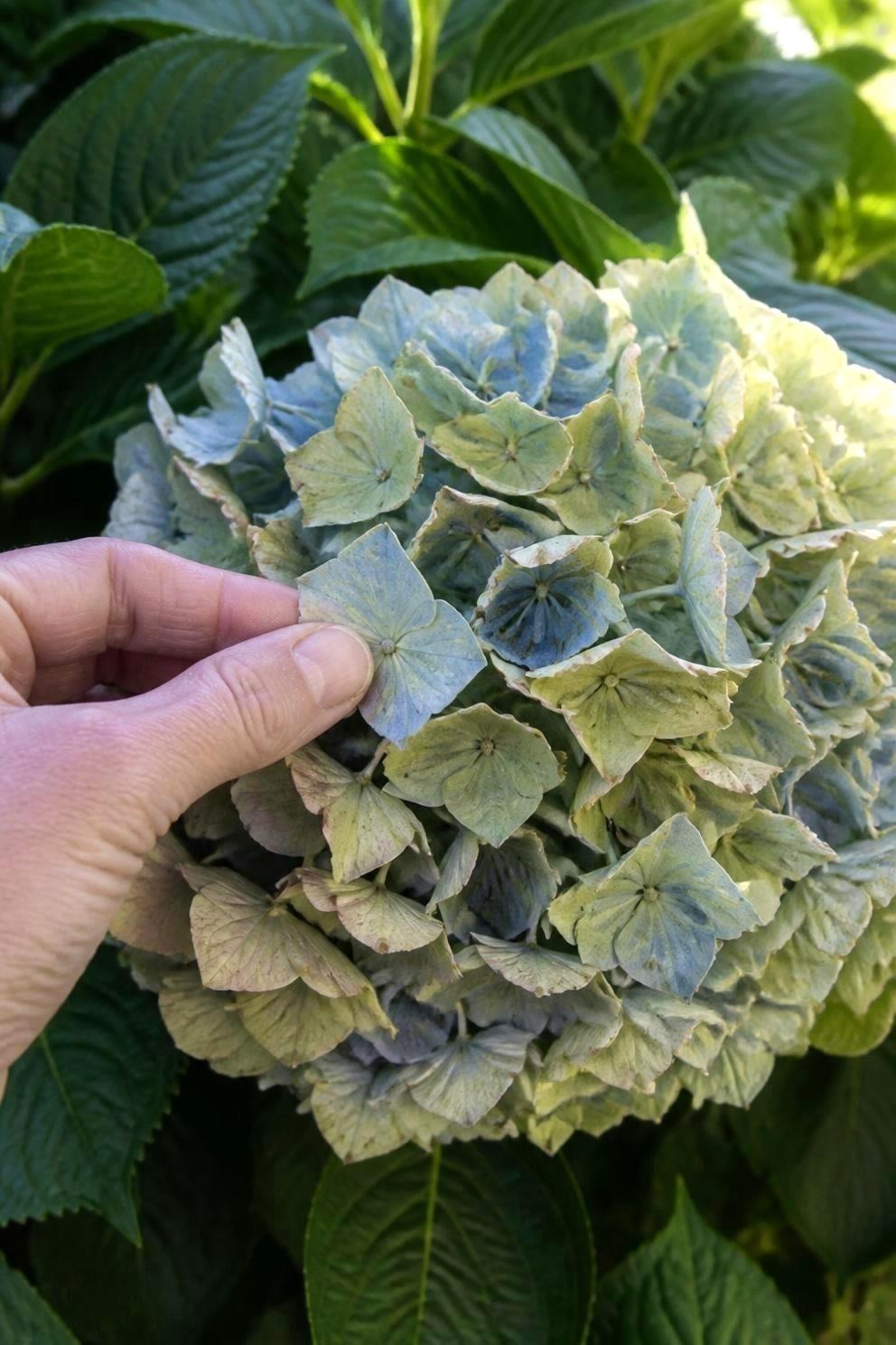A close view of a large hydrangea head on the shrub in late summer, the bracts faded from blue toward pale green, with a hand gently touching one bract to test it