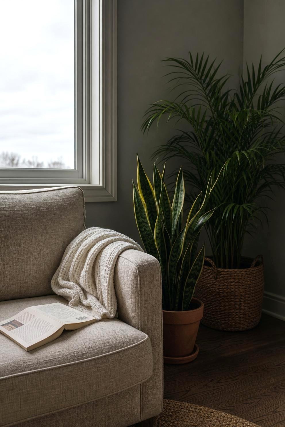 A snake plant in a narrow gap beside a sofa and a parlor palm in a woven basket in a dim living room corner