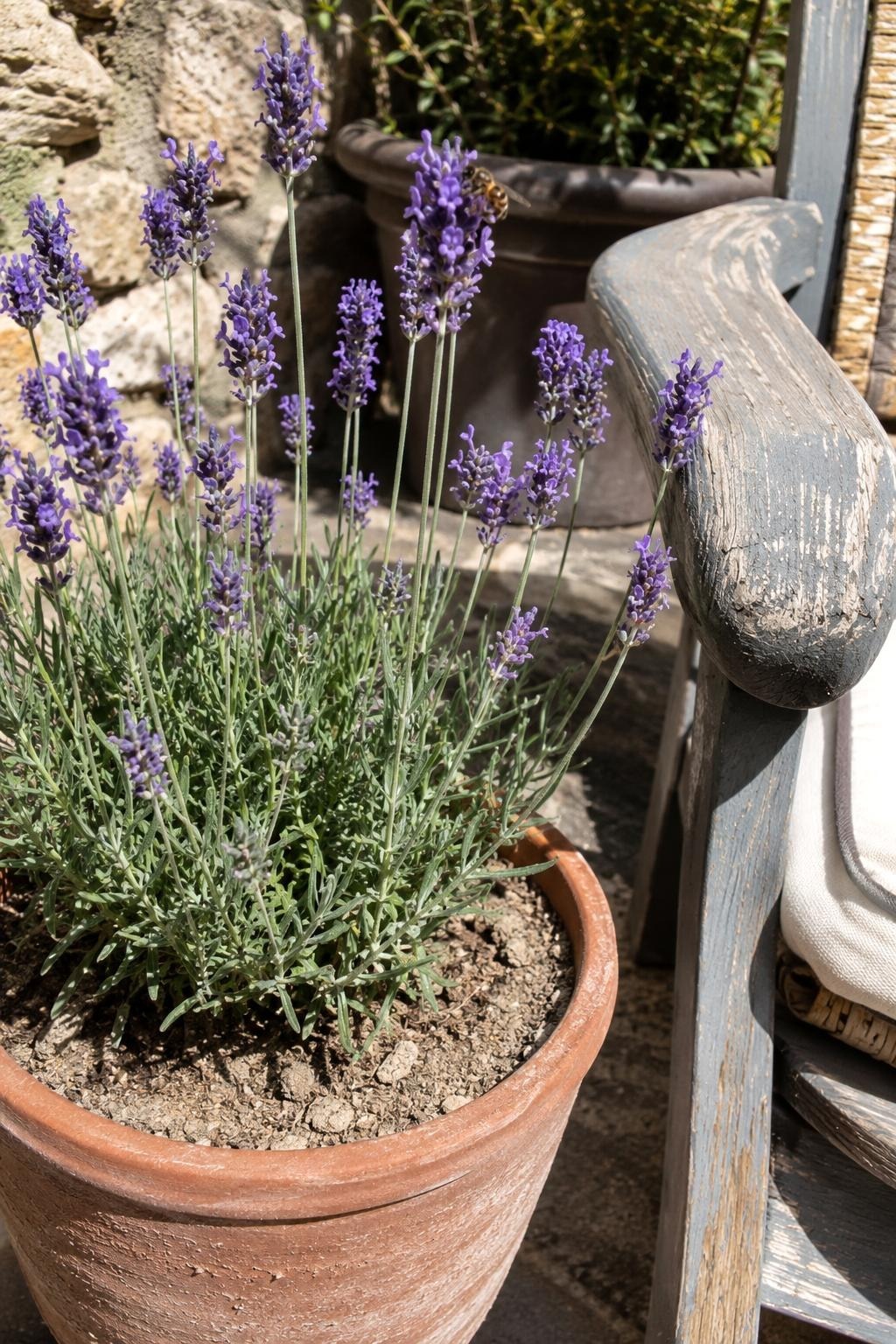 Blooming lavender in a terracotta pot beside a patio chair in full sun
