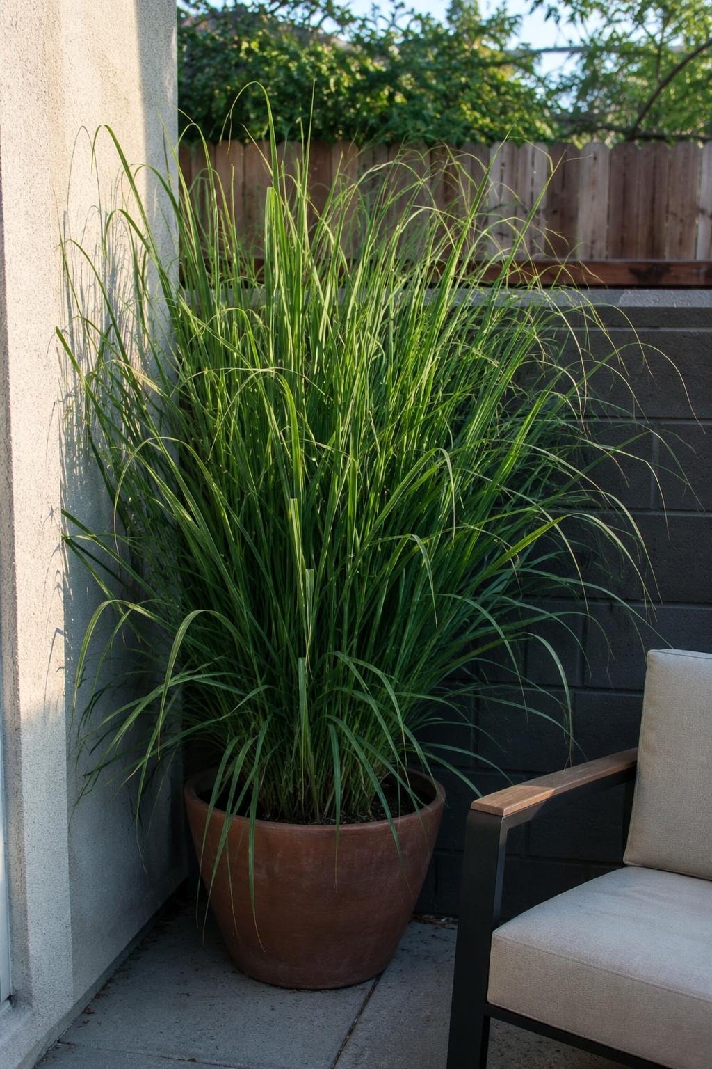 Tall citronella grass in a large pot softening the corner of a small patio