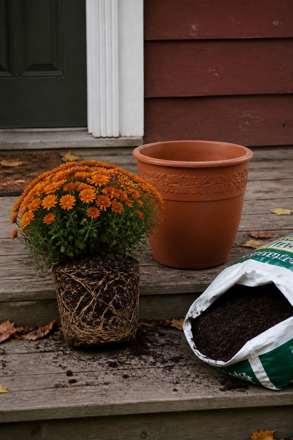 A pair of rust mums in tall dark planters flanking a front door on a cool autumn morning, light frost on the step