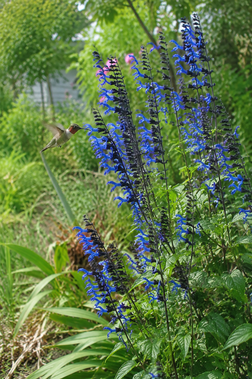 Tall salvia 'Black and Blue' in full bloom in a garden bed with a hummingbird hovering near a flower spike