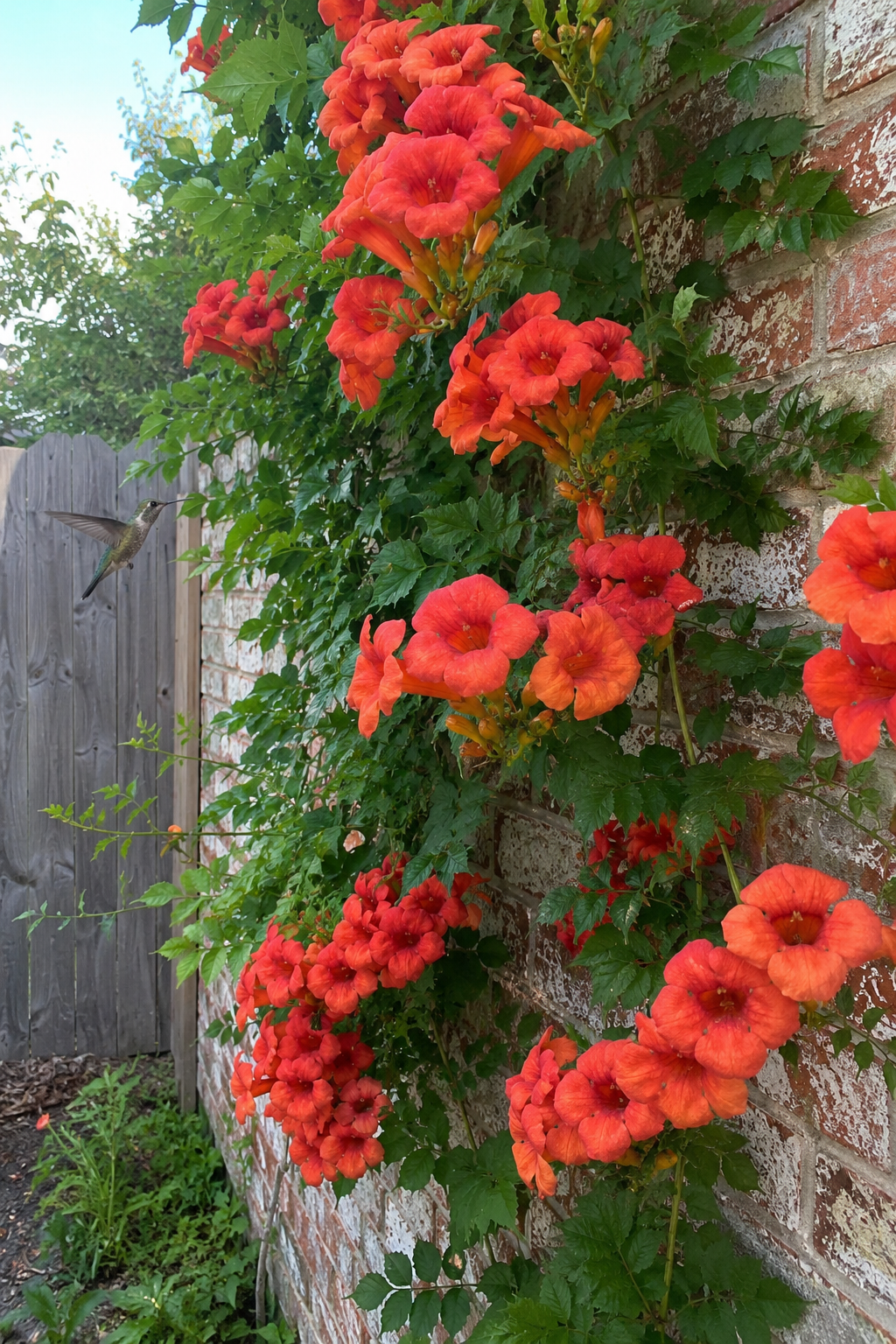 Trumpet vine in orange-red bloom climbing a brick wall with a hummingbird in flight near one of the flowers
