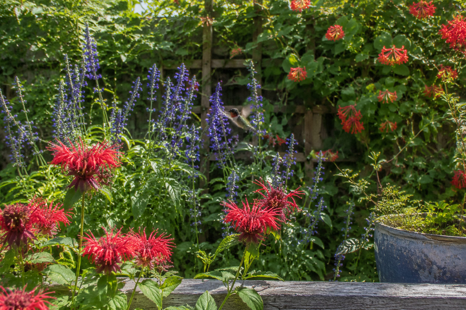 Bee Balm