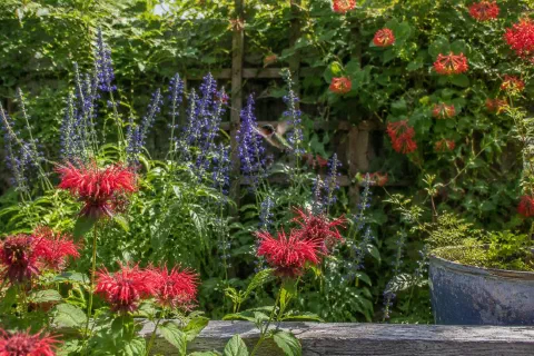 9 Plants That Bring Hummingbirds to Your Yard Every Day