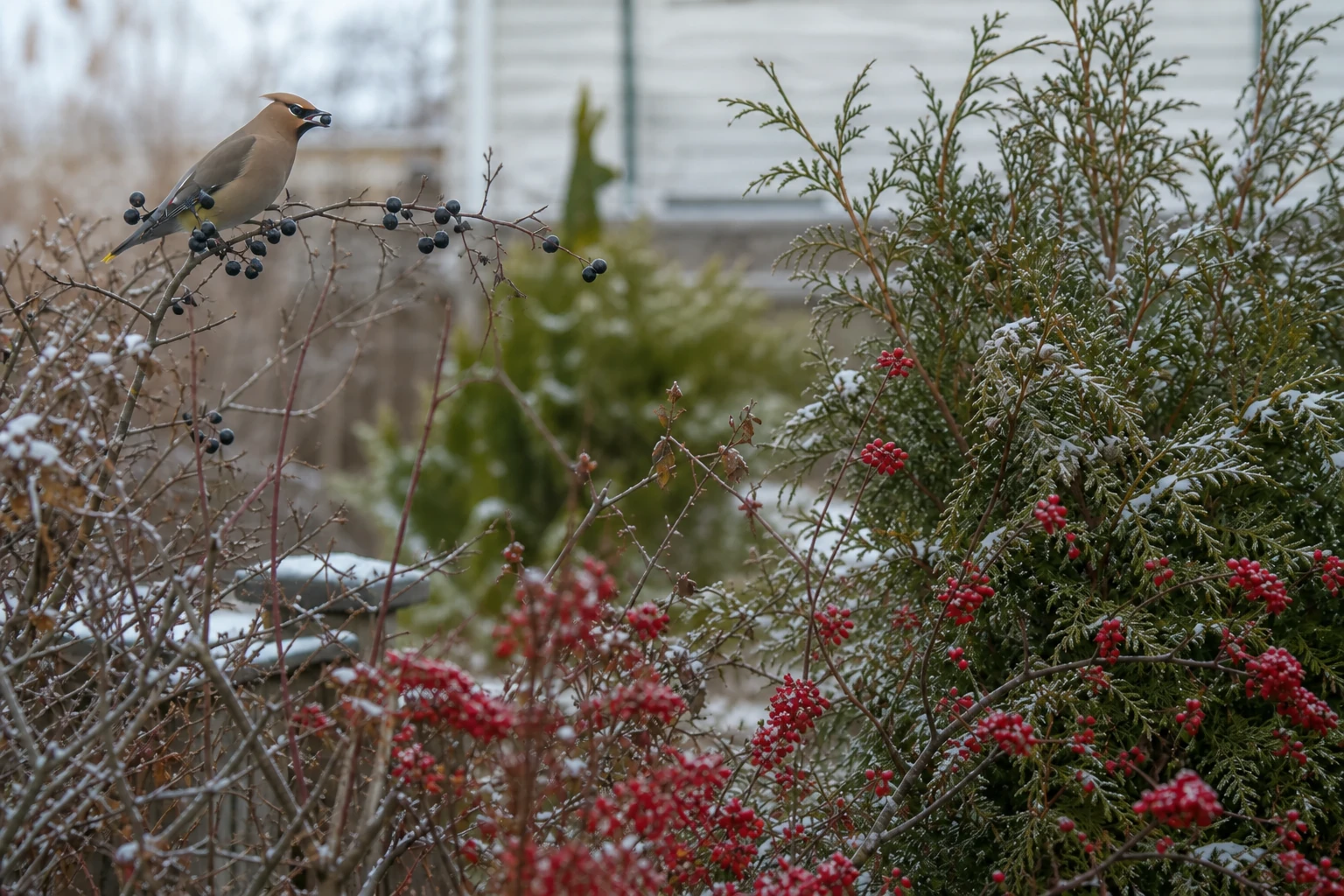 A cedar waxwing holding a berry on a branch above a layered snowy border of blue-black and red fruit