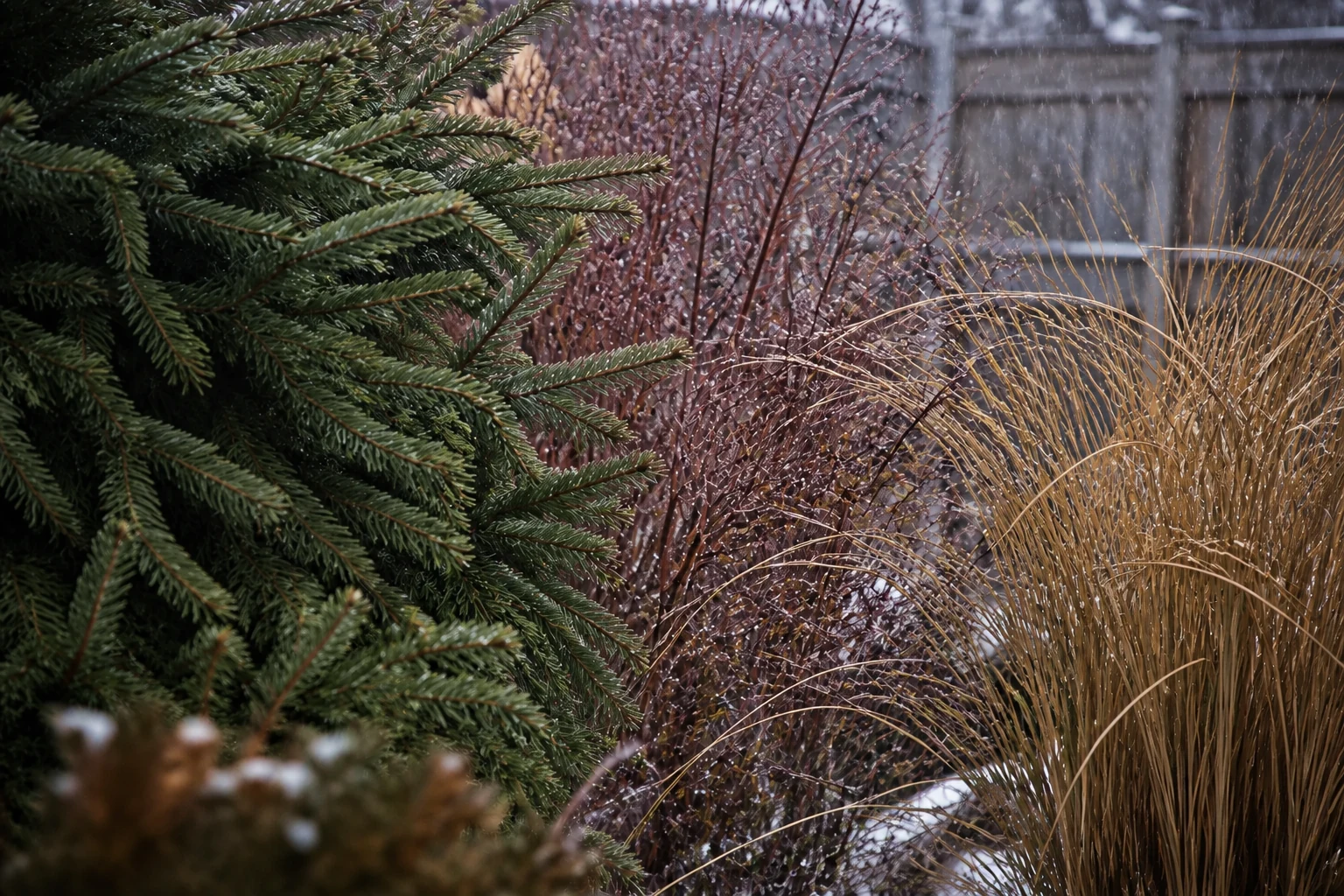 Layered winter garden with dense spruce branches, bare burgundy shrubs, tall grass, and light snow