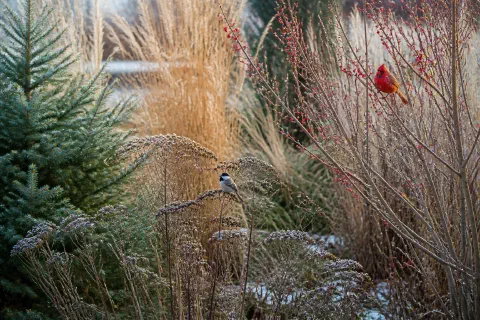 Bushes With Berries for Birds: A Fall and Winter Landscape