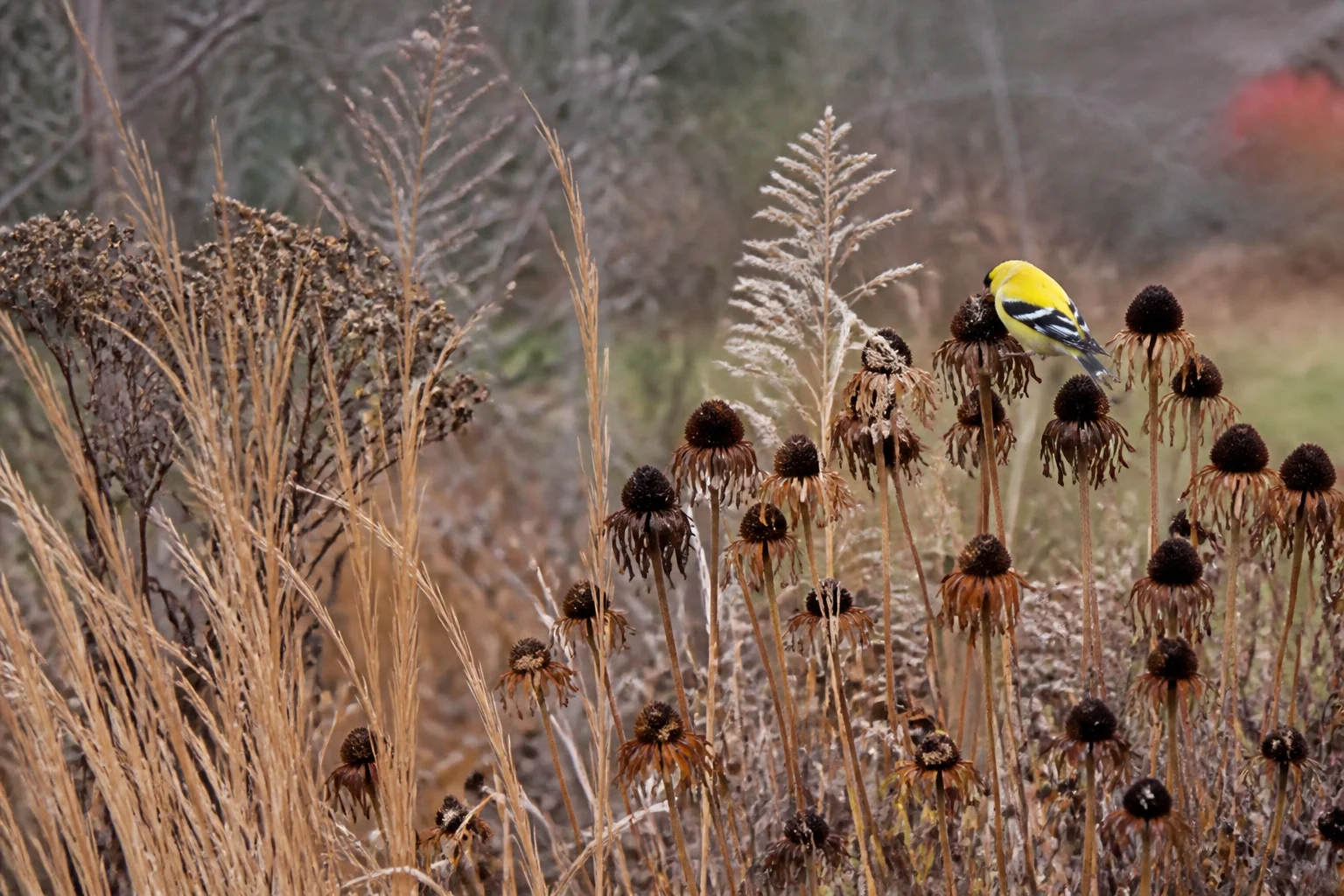 Finches foraging among standing coneflower, sunflower, and grass seed heads